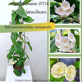 โฮย่ากระโปรงขาว Hoya Danumensis UT174   ดอกฟอร์มใหญ่ ต้นไม้แขวนประดับ ส่งต้นติดดอก