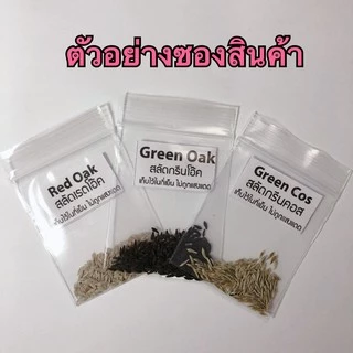 เมล็ดสลัด ฟิลเลย์ 10 บาท งอกดีมีคู่มือในการปลูก