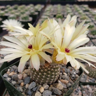 notocactus elegans (แคคตัส กระบองเพชร cactus)