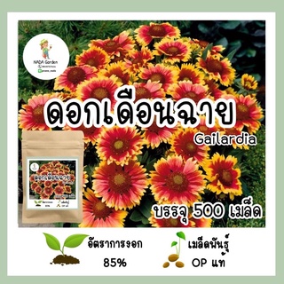 เมล็ดพันธุ์ ดอกเดือนฉาย (เกลลาเดีย) 500 เมล็ด เมล็ดพันธุ์ OP แท้ อัตราการงอกสูง