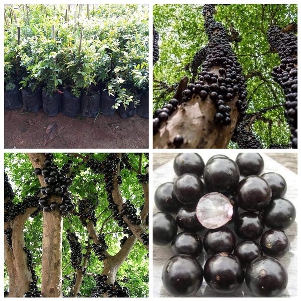 ต้นองุ่น พันธุ์บราซิล(Jabuticaba) องุ่นต้นบราซิล หรือJABOTICABA MYRCIARIA CAULIFLORA สามารถปลูกในประเทศไทยได้