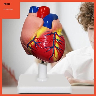 Simulation Human Heart Anatomy Model Professional Education 1:1 for Teaching