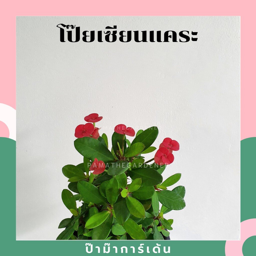 มุมมอง 3