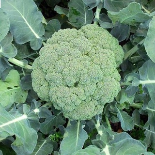 เมล็ดพันธุ์ บรอคโคลี Broccoli Seeds Cauliflower Vegetable Seeds บรรจุ，200 เมล็ด(ไม่ใช่พืช) เมล็ดพันธุ์ผัก เมล็ดพันธุ์พืช