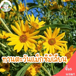 เมล็ดพันธุ์ ทานตะวันเม็กซิมิเลี่ยน 100 เมล็ด (ทานตะวันดอกดก) Maximilian Sunflower เมล็ดพันธุ์แท้ เมล็ดดอกไม้ นำเข้าขายดี