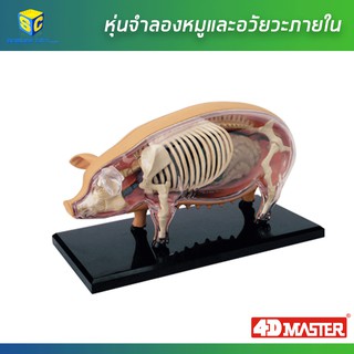 หุ่นจำลองหมูและอวัยวะภายใน