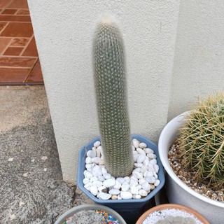 [ถูกสุด] Cactus ไฟฉายเงิน กระบองเพชร แคคตัส