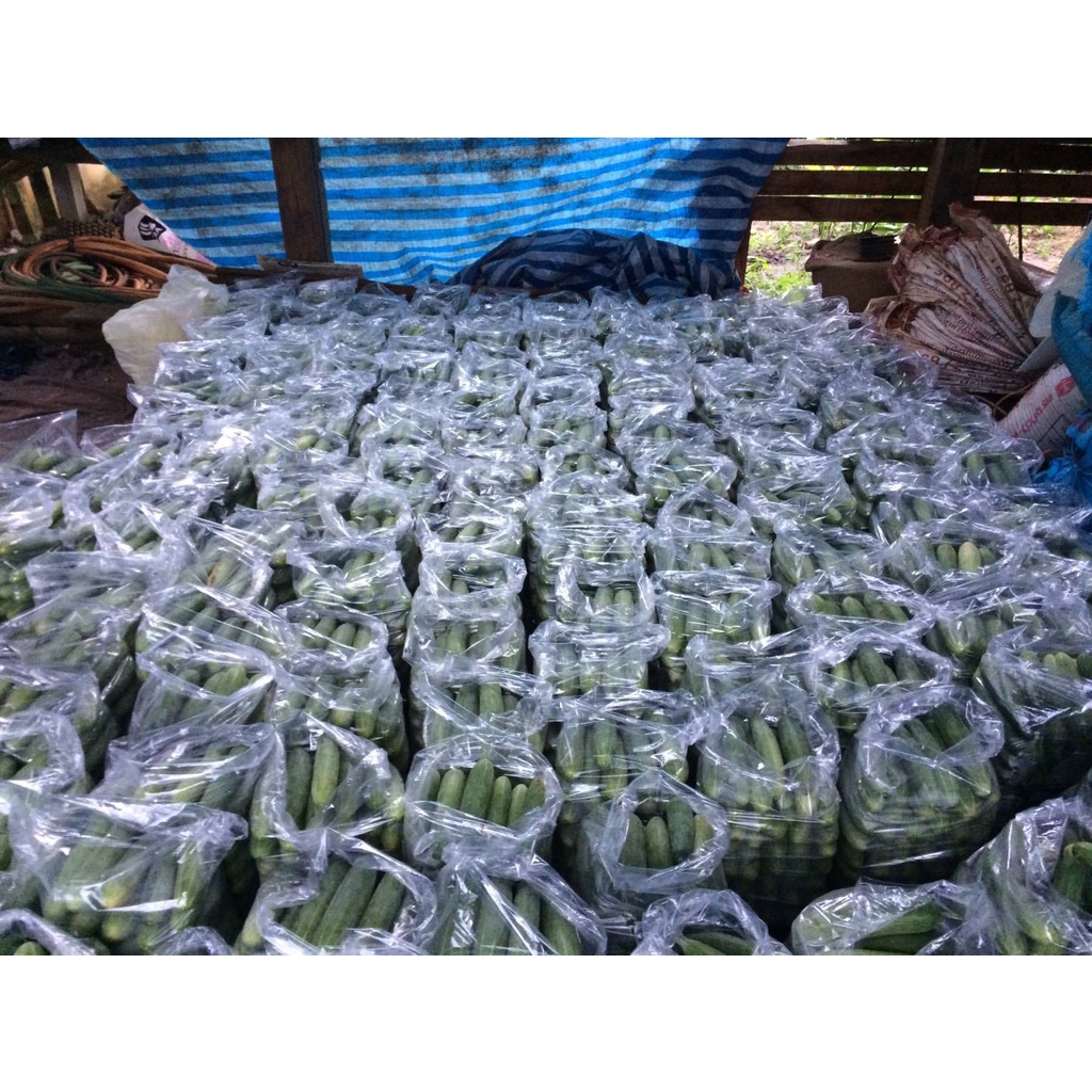 100กรัม แตงร้านพรีเมี่ยม เมล็ดพันธุ์ แตงร้าน ตะวันต้นกล้า แตงร้านพรีเมี่ยม - รูปที่ 4