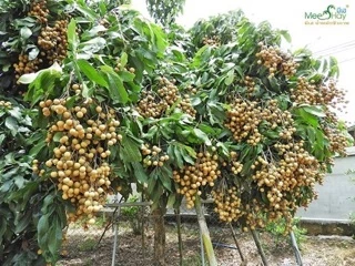พันธุ์ลำไยพวงทองกิ่งตอนพร้อมปลูกขนาด40-80cmรับประกันสายพันธุ์เเท้จากสวน