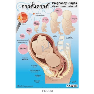 โปสเตอร์กระดาษ การตั้งครรภ์ #EQ-083