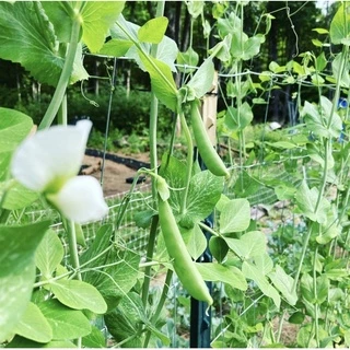 เมล็ดพันธุ์ถั่วลันเตาหวาน 10เมล็ด [ 5เเถม 1]