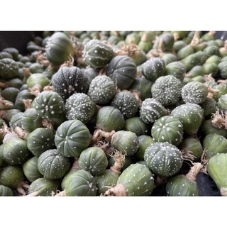 1221118 แคคตัส แอสโตรไฟตัม Astrophytum ขนาด 1.5-2 cm.