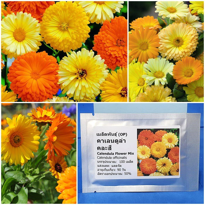 เมล็ดพันธุ์ ดอกคาเลนดูล่า คละสี (Calendula Flower Mix Seed) บรรจุ 100 เมล็ด คุณภาพดี ของแท้ 100%