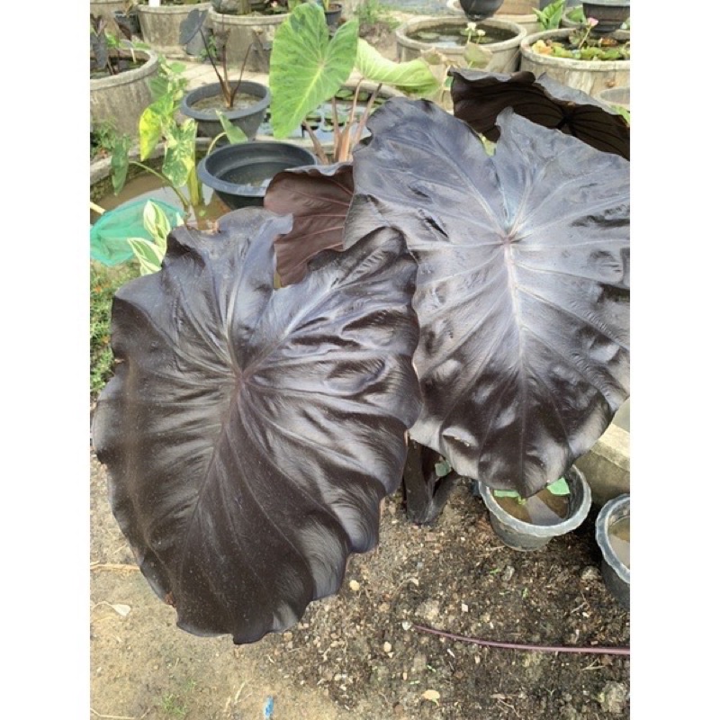 🖤Colocasia black coral 🥰🔥 black coral กำลังมาแรงในตอนนี้ 1 ต้นสุดท้าย