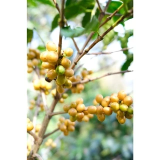 MT Honey Process ขนาด 250g. Full City+ Roast เมล็ดกาแฟดอยแม่จันใต้ คั่วกลางค่อนเข้ม คั่วใหม่