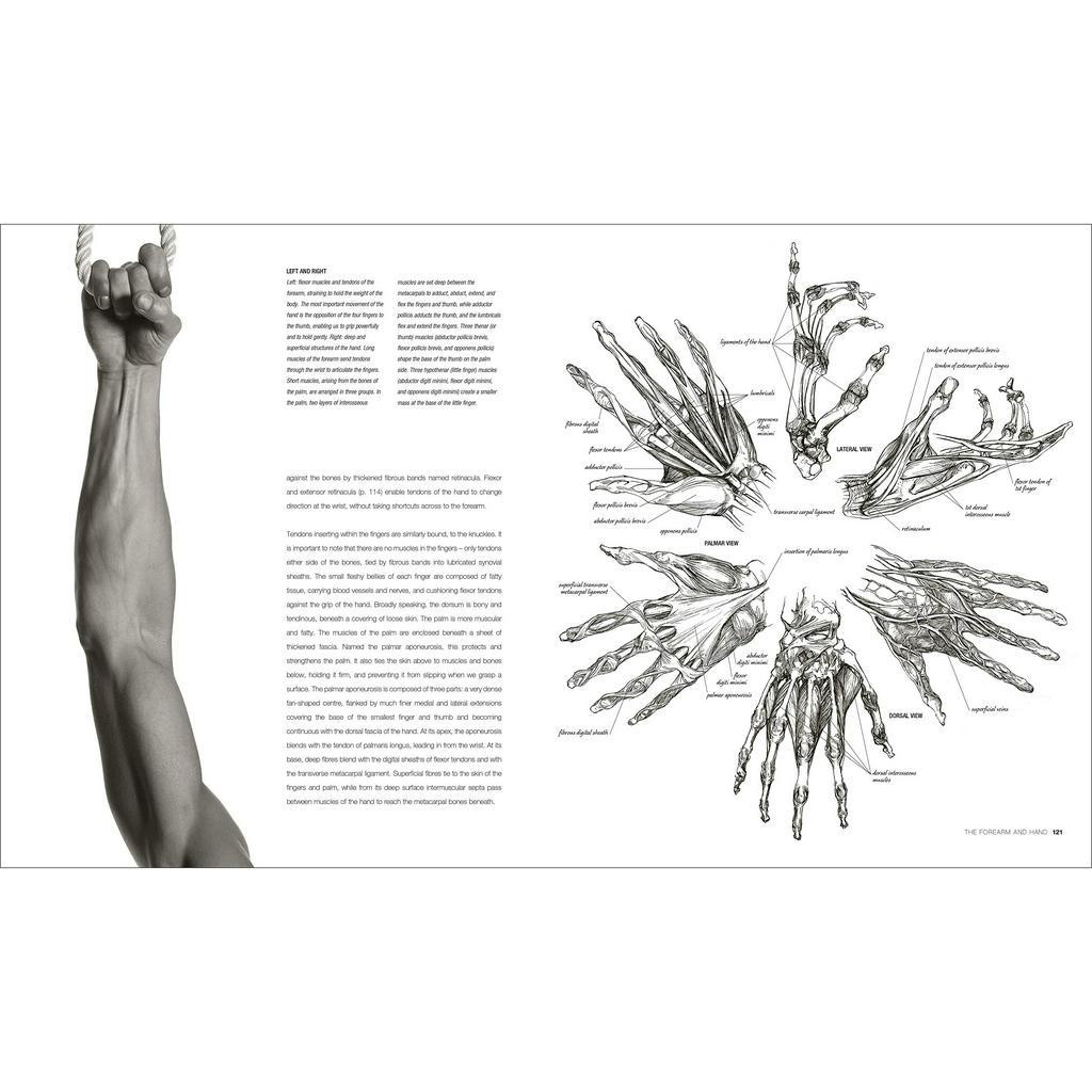 [Querida] หนังสือภาษาอังกฤษ Anatomy for the Artist [Hardcover] by Sarah Simblet อนาโตมี สำรับ อาติส - รูปที่ 6