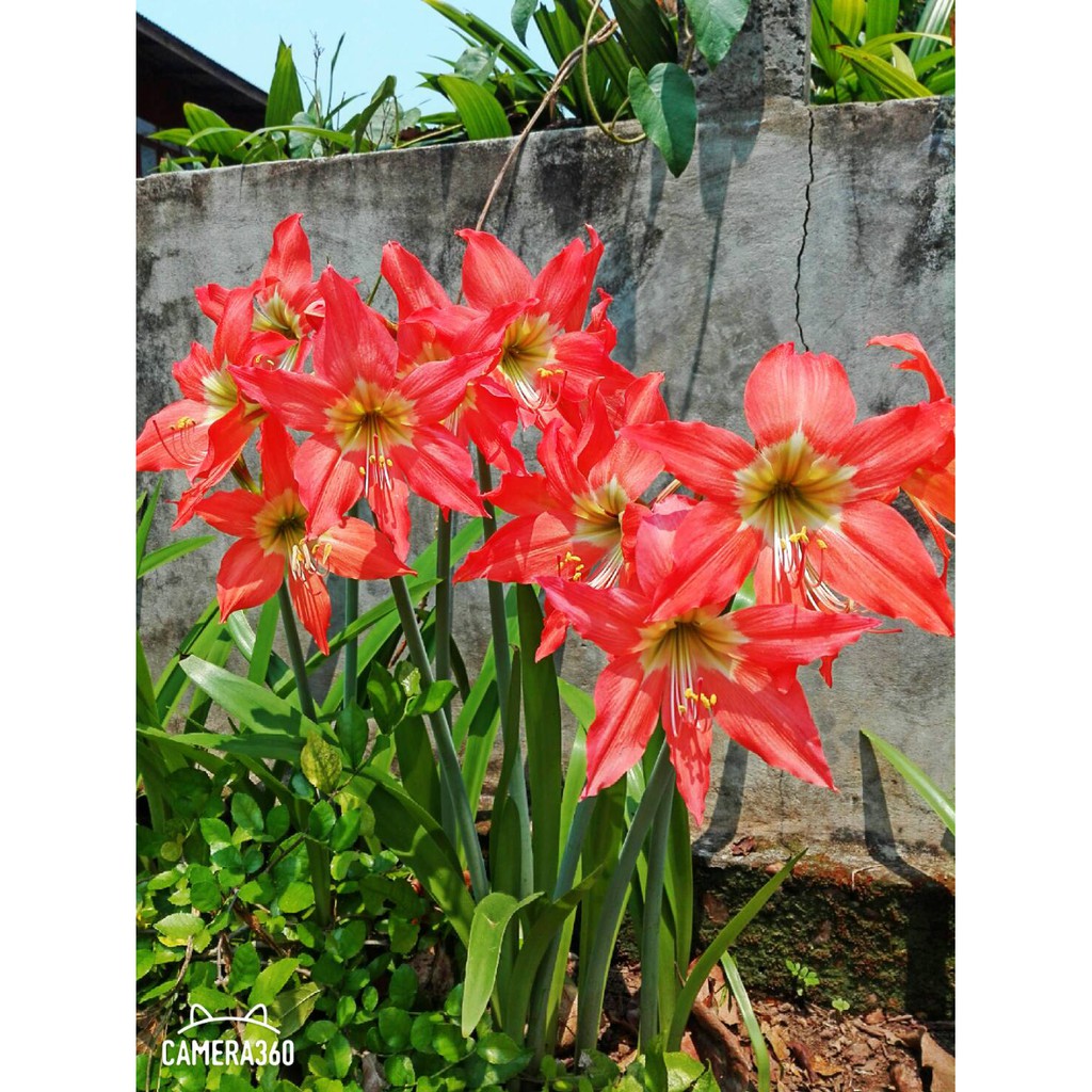 ว่านสี่ทิศสีส้ม(5หัว) ว่าน4ทิศ สีส้มพื้นเมือง Four directions,Flowering plant,Ornamental plant,flower(สินค้าพร้อมส่ง)