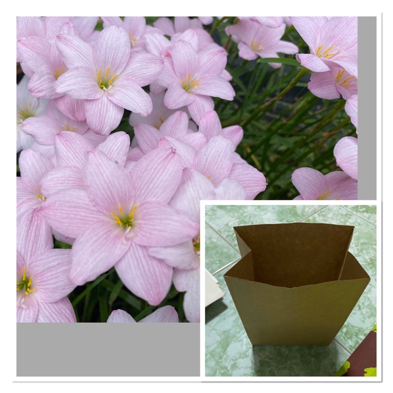 81ผ.หัวดอกบัวดิน Small Rose หัวละ 15 บาท