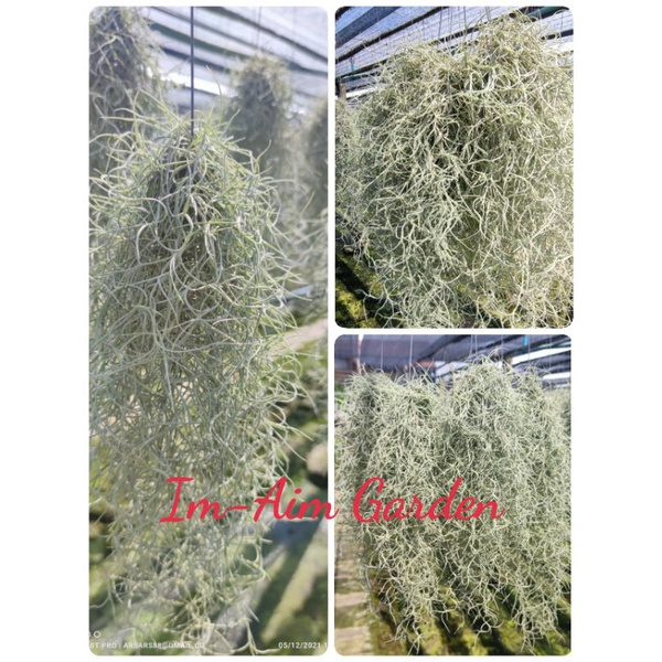 !!(พร้อมส่งเครา1/2)!!....เคราฤาษี  ครึ่งโล แบบมีลวดแขวนและไม่มีลวดแขวน