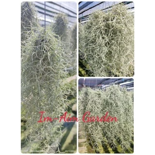 !!(พร้อมส่งเครา1/2)!!....เคราฤาษี ครึ่งโล แบบมีลวดแขวนและไม่มีลวดแขวน