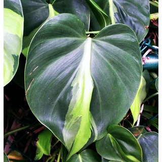 ฟิโลเดนดรอน Philodendron hederaceum cream splash 1 ต้น