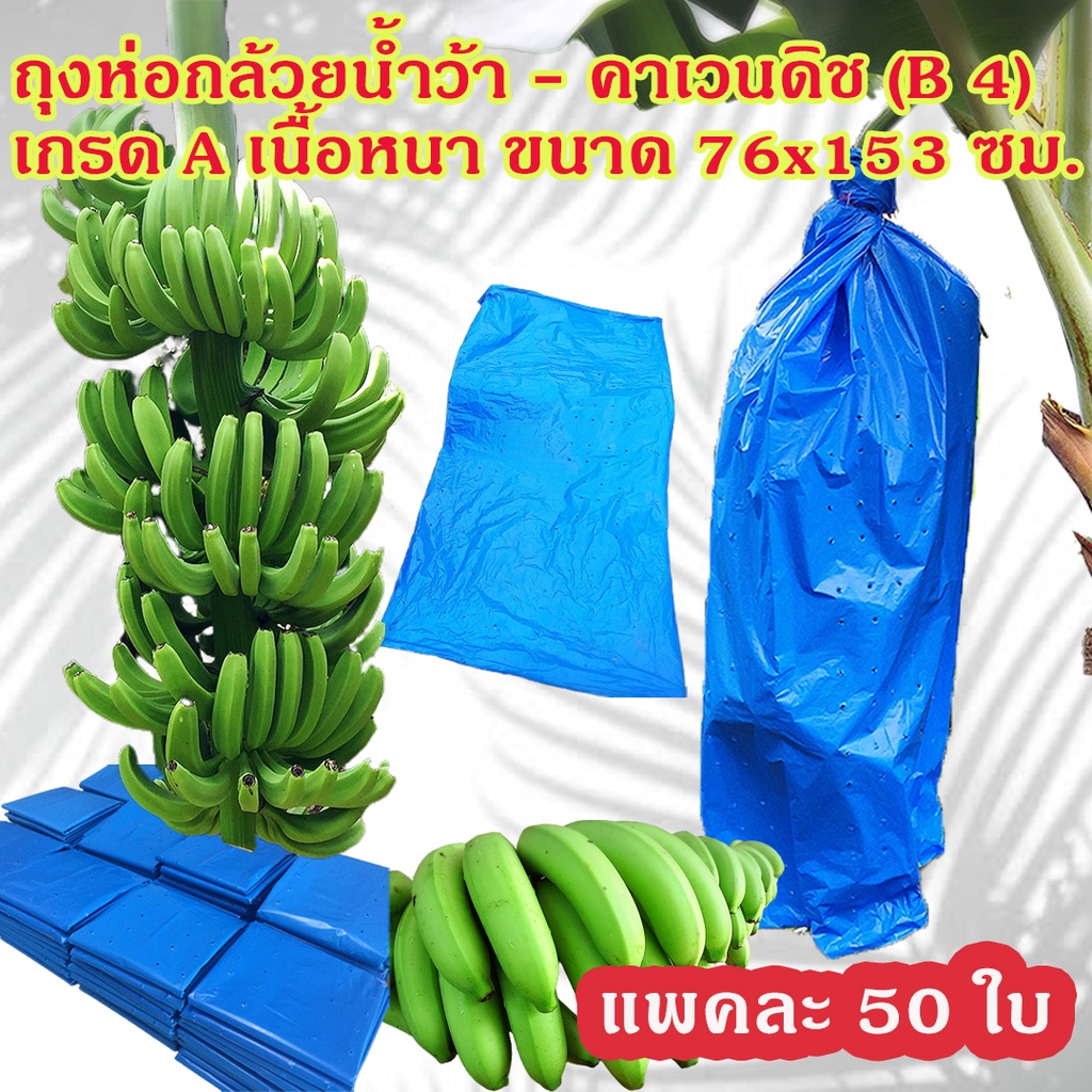 แพคละ 50 ใบ ถุงห่อกล้วย ถุงห่อกล้วยน้ำว้า คาเวนดิช เกรด A ขนาด 76x153 ซม. เนื้อหนา ใช้ซ้ำได้  ราคา 465 บาท
