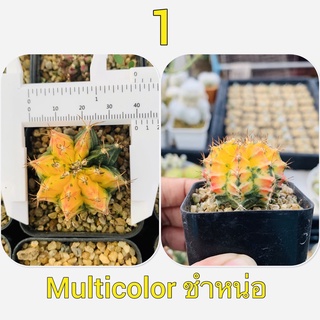 ชำหน่อ ยิมโน  Multicoror มัลติคัลเลอร์