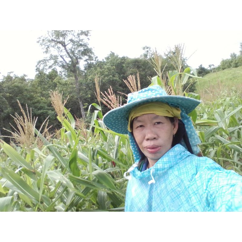 เมล็ดพันธุ์ข้าวโพดเลี้ยงสัตว์เอาไปปลูกเพื่อตัดต้นไปให้สัตว์กินก.กละ50บาท - รูปที่ 6