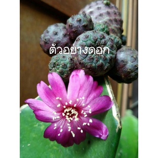 cactusซัลโคสตรอเบอรี sulcorebutia strawberry