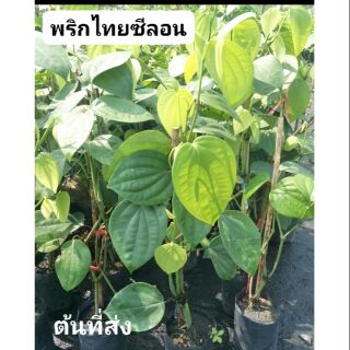 พริกไทยซีลอน เป็นพริไทยพุ่ม คัดต้นแข็งแรงส่ง