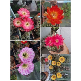 หน่อเด็ดสดคละสี(Lobivia) โลบิเวียและ(Echinopsis) อิชินอปซิสขนาด 2-3.2 ซม.