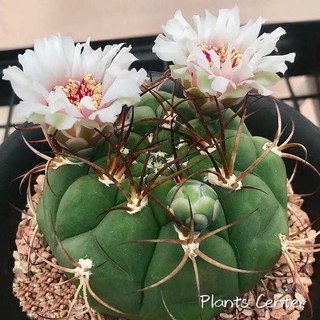 Plants Center พร้อมส่ง(xintd)กระบองเพชร แคคตัส cactus Gymnocalycium saglionis 8-10cm ไม้เมล็ด seeding