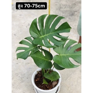 มอนสเตอร่าสูง70-75cmกระถาง10”พร้อมจานรองphilodendron,monstera,deliciosaไม้ฟอกอากาศ