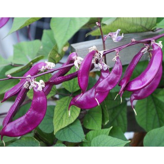 เมล็ด ถั่วแปบสีม่วง - Hyacinth bean