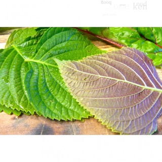 PURPLE GREEN PERILLA SHISO VEGETABLE SEEDS (200 seeds ) 5GRAMS - SHINEE GARDEN HOUSEพาสต้า/ดอกไม้/seeds/ผู้ชาย/กุหลาบ/มะ