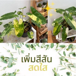 สเปรย์บำรุงใบ ใบใหญ่ ใบเขียว กระตุ้นการแตกใบ แตกยอด ปลอดภัยต่อผู้ใช้ ขนาด 450 ml