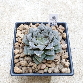 พร้อมส่ง!!ฮาโวเทีย Haworthia obtusa hybrid Magic Thorn) จัดส่งแบบล้างราก