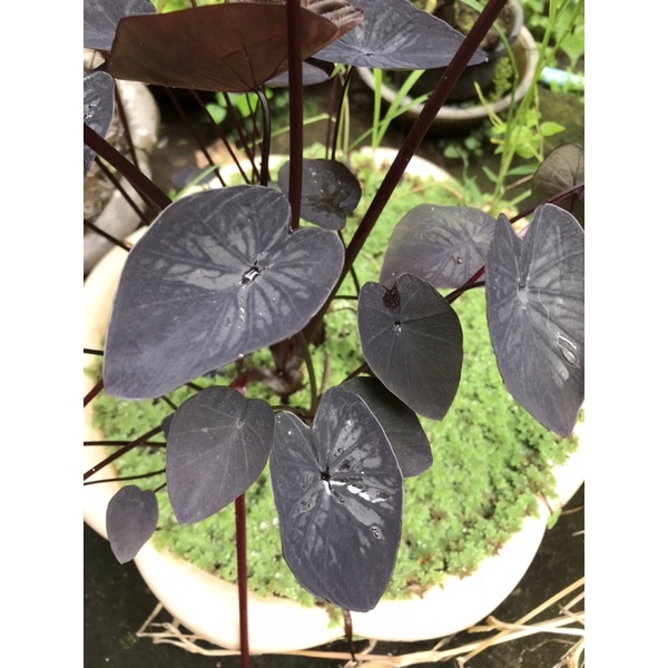 colocasia black ripple แยกหน่อตัดสด