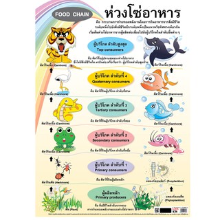 โปสเตอร์เรื่องห่วงโซ่อาหาร #EQ-103 โปสเตอร์กระดาษ โปสเตอร์สื่อการเรียนการสอน