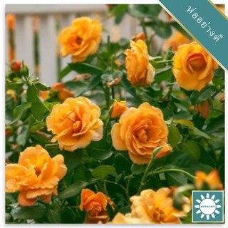 30 เมล็ด เมล็ดพันธุ์ กุหลาบพวง Floribunda Rose Seeds สีโอรส ดอกหอม นำเข้าจากต่างประเทศ พร้อมคู่มือ เมล็ดสด ใหม่