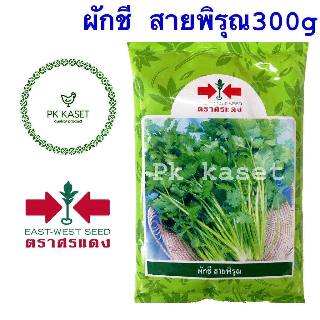 เมล็ดผักชี สายพิรุณ ตราศรแดง 300g คุณภาพดี ทนโรค ความงอกสูง ราคาส่ง