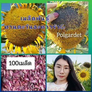 (เมล็ดพันธุ์ทานตะวันอะควอร่า6)100เมล็ด ดอกใหญ่เหลืองสวยจริง ทนแล้ง ปลูกง่ายให้ผลผลิตสูง