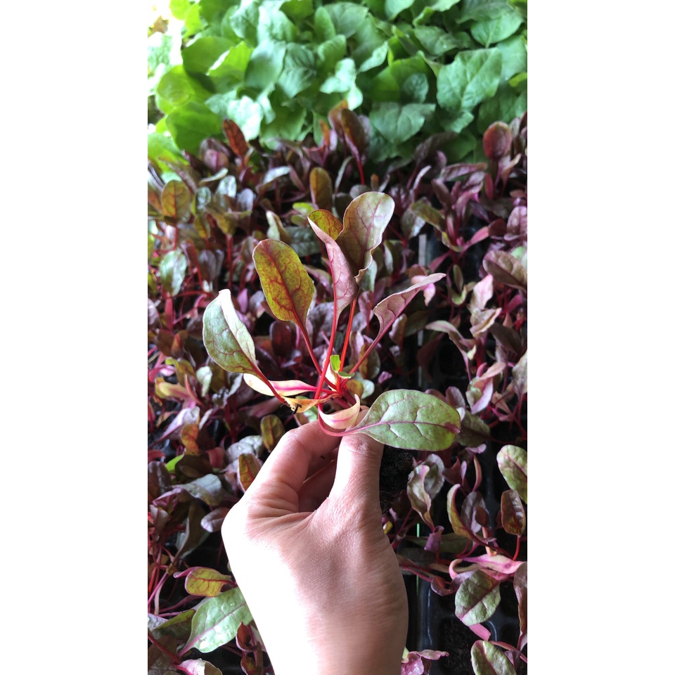 ต้นกล้าสวิสชาร์ด(Swiss chard) พร้อมปลูก กล้าละ 12บาท