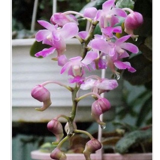 เอื้องกุหลาบแดง(Aerides crassifolia) จัดส่งแบบเกาะไม้รากแน่นๆค่ะ  จำนวน 1-2 ต้น พร้อมส่งจ้า