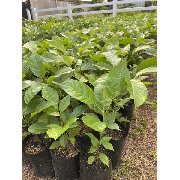 ต้นชมพูพันธุ์ทิพย์ สูง80-100ซม.(ได้ชื่อว่าต้นซากุระเมืองไทย🌸) - รูปที่ 5