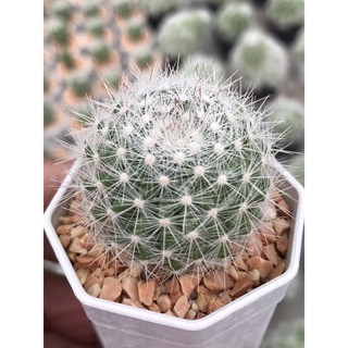 แคนดิด้า สโนว์บอล  Mammillaria candida Snowball