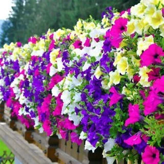 เมล็ดพันธุ์ ดอกพิทูเนีย คละสี (Petunia)200 เมล็ด ปลูกง่าย ปลูกได้ทั่วไทย