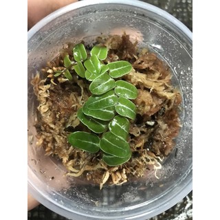 Marcgarvia umbellata