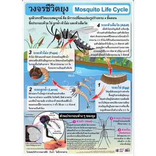 วงจรชีวิตยุง โปสเตอร์ภาพ สื่อความรู้ หุ้มพลาสติก EQ- 327