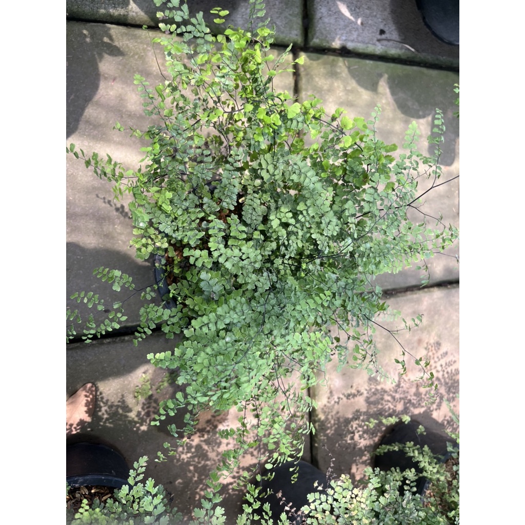 มุมมอง 2